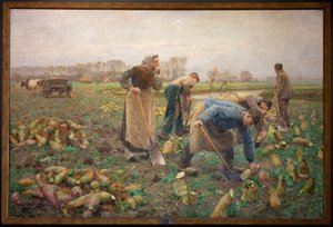 Beet Harvest