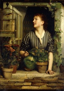 Morning Glories