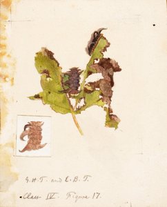 Crumpled Leaf Caterpillar