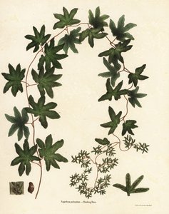 American climbing fern or Hartford fern