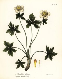 American Globe Flower or American Spreading Globeflower, Trollius laxus by Endicott Endicott