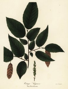 American hophornbeam, Ostrya virginiana