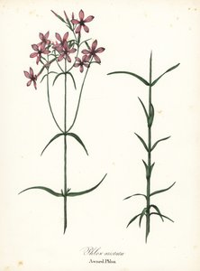 Awned Phlox, Phlox aristata