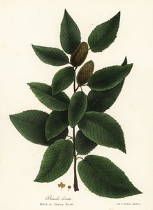 Black birch or cherry birch, Betula lenta by Endicott Endicott