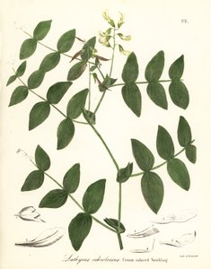 Cream pea or cream-colored vetchling, Lathyrus ochroleucus