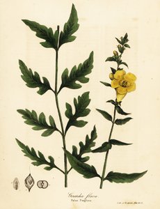 False foxglove