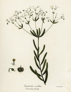 Flowering Spurge, Euphorbia corollata by Endicott Endicott