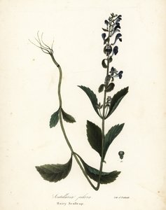 Hairy Scullcap, Scutellaria Elliptica (Scutellaria Pilosa) by Endicott Endicott