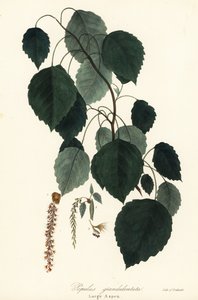 Large Aspen, Populus grandidentata