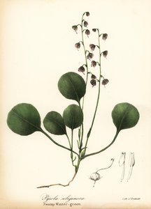 Liverleaf wintergreen, bog wintergreen or pink wintergreen, Pyrola asarifolia