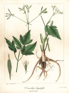 Long-Styled Sweet-Cicely, Longstyle Sweetroot or Sweet Cicely, Osmorhiza longistylis