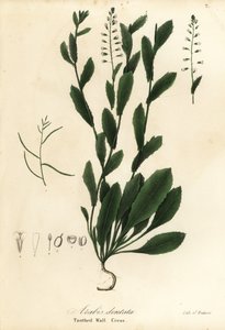 Toothed Wall Cress, Arabis dentata