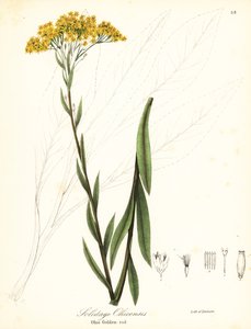 Ohio goldenrod