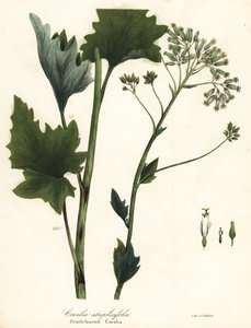 Pale Indian Plantain, Arnoglossum Atriplicifolium