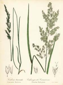 Prairie Wedgescale, Sphenopholis obtusata, and Canadian Reed-Grass, Calamagrostis canadensis