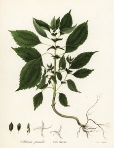 Rich weed
