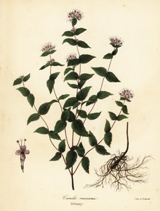 Stone mint, frost mint, dittany, and American dittany, Cunila origanoides by Endicott Endicott