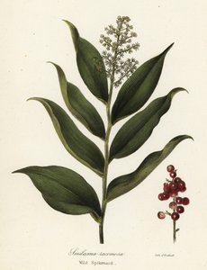Treacleberry, Maianthemum racemosum by Endicott Endicott