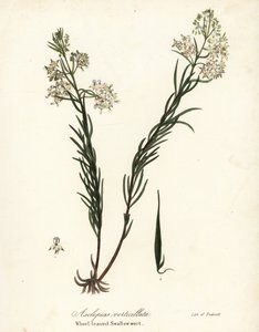 Whorled milkweed, eastern whorled milkweed, horsetail milkweed or whorl-leaved swallow-wort, Asclepias verticillata by Endicott Endicott