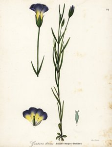 Windmill fringed gentian by Endicott Endicott
