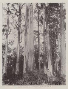 A Giant Karri-Tree in Denmark Hills Forest, Western Australia