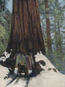 A Giant Tree