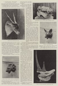 A Naturalist