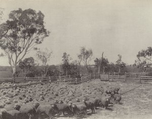 A Sheep Station in Southern Queensland by English Photographer
