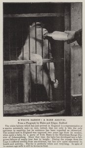 A White Baboon, a Rare Arrival by English Photographer