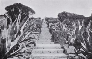 A Bit in the Gardens at Tresco