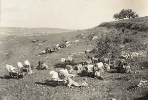Ambulance Camels, c.1916-19