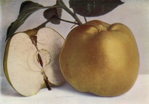 Apple, Lord Derby