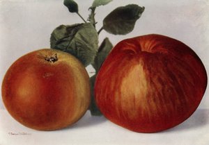 Apples, Cox