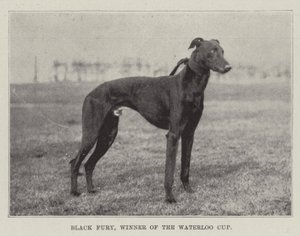 Black Fury, Winner of the Waterloo Cup by English Photographer