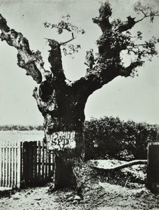 Brockley Lane: Old Oak, London, 1890 by English Photographer