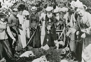 Cat show at the Royal Botanic Gardens, Westminster, in 1900 by English Photographer