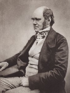 Charles Darwin, portrait, c 1854, from a photograph by Maull & Fox by English Photographer