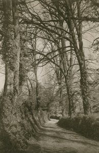 Cockington Lane, Devonshire, near Torquay