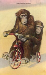Cycling chimpanzees by English Photographer