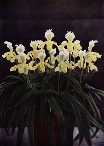 Cypripedium Insigne Sanderae