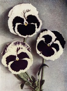 Fancy Pansies, Miss Neil, Mrs J Stewart, and Margaret Fife