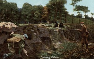 Ferreting for rabbits in the countryside