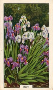 Garden Flowers: Iris