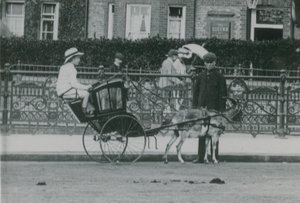 Goat-Drawn Transport