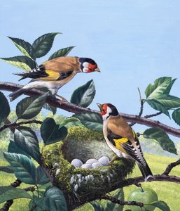 Goldfinches