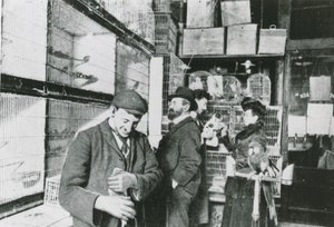 Great Portland Street pet shop by English Photographer