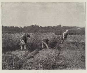 Harvesting in Japan by English Photographer