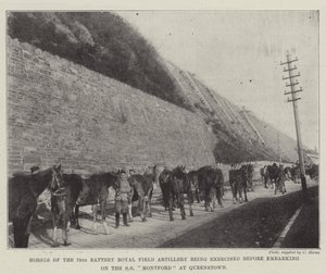 Horses of the 79th Battery Royal Field Artillery Being Exercised Before Embarking on the SS Montford at Queenstown