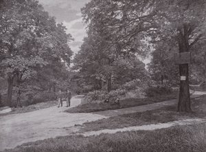In Queens Wood, Highgate by English Photographer