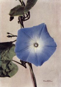 Ipomoea Rubro-Coerulea
